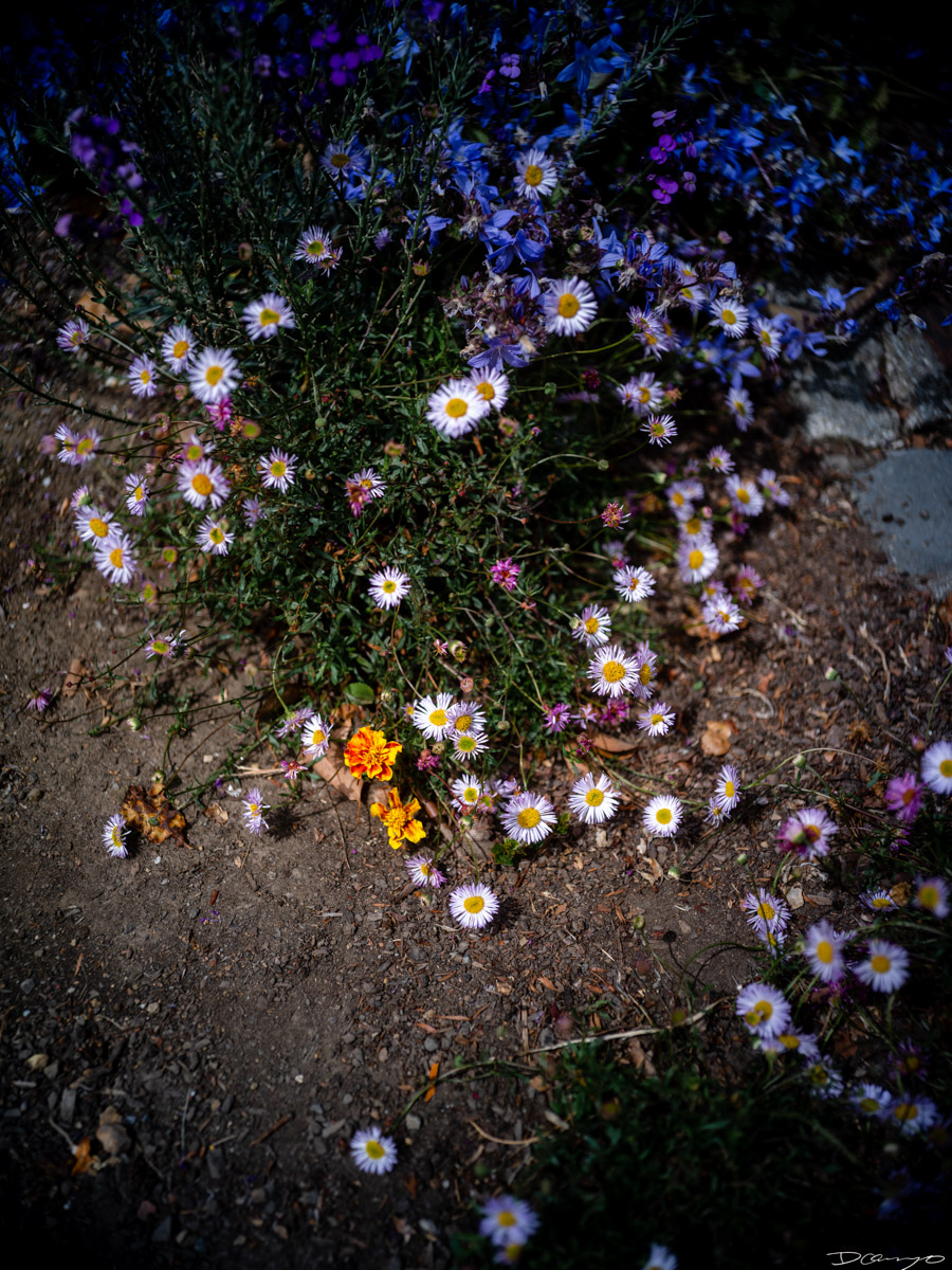 Pretty things that I wanted to take pictures of around Berkeley in 2023.